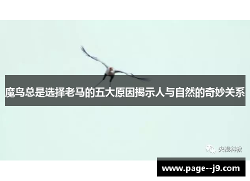 魔鸟总是选择老马的五大原因揭示人与自然的奇妙关系